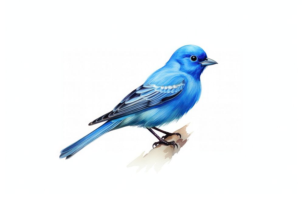 Bird animal canary white background. AI generated Image by rawpixel.