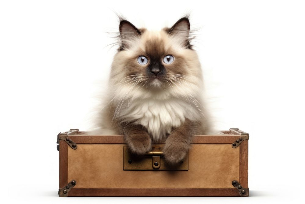 Suitcase mammal animal cute. AI generated Image by rawpixel.