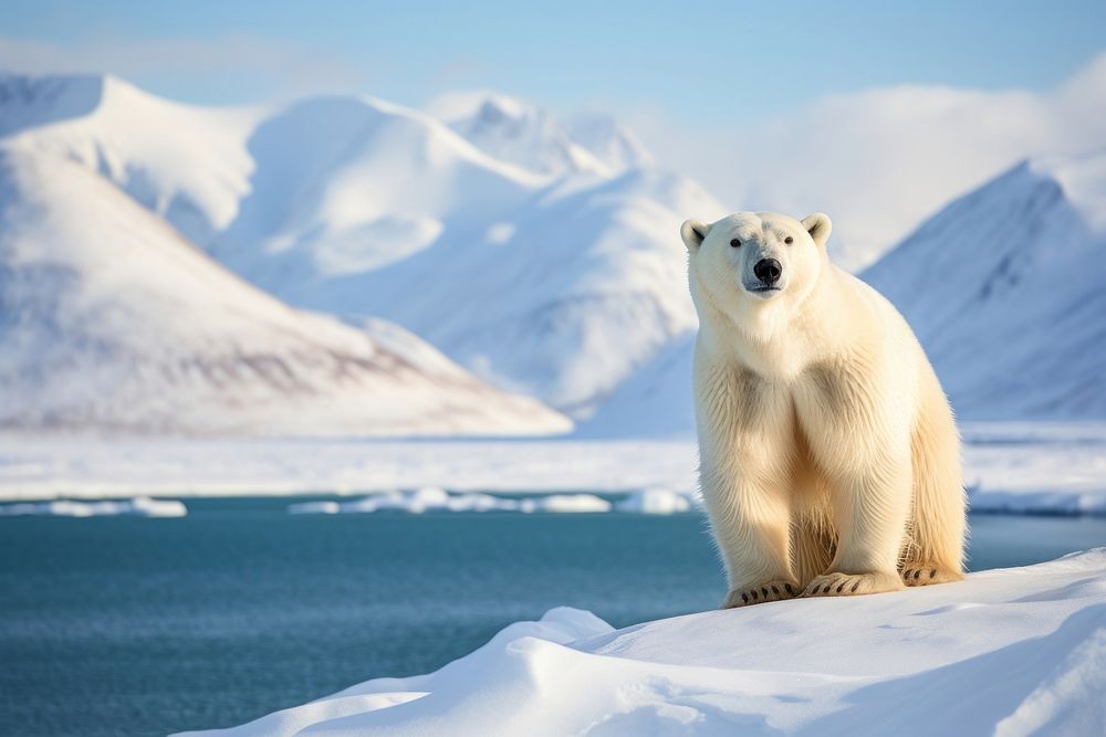 Animal bear landscape wildlife. 