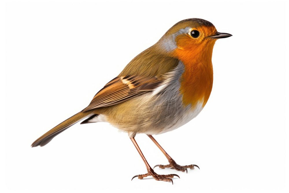 Robin bird animal white background. AI generated Image by rawpixel.