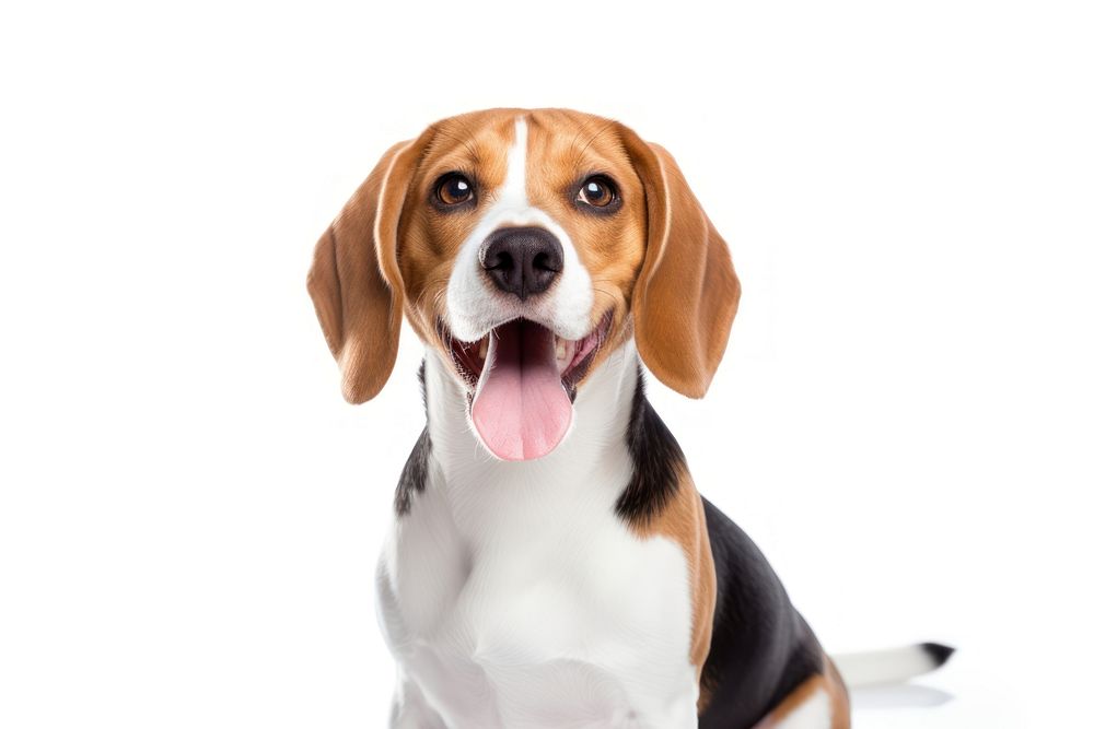 Beagle animal mammal hound. 