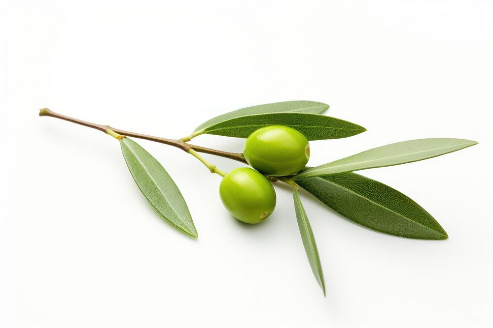 Branch olive fruit plant. AI generated Image by rawpixel.