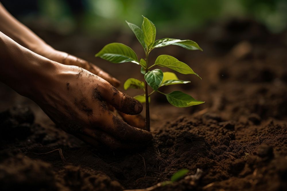 Plant gardening planting outdoors. AI generated Image by rawpixel.