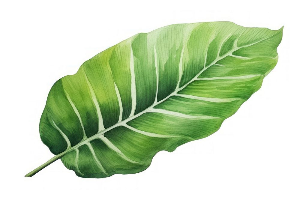 Leaf plant green xanthosoma. AI generated Image by rawpixel.