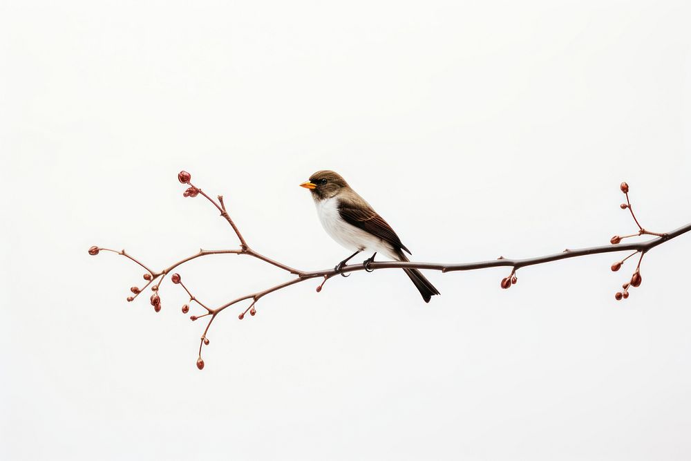 Bird sparrow branch animal. AI generated Image by rawpixel.