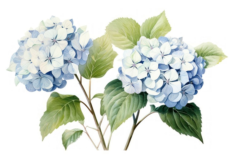 Hydrangea flower plant white. AI generated Image by rawpixel.