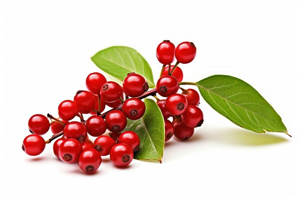 Plant cherry fruit leaf. AI generated Image by rawpixel.