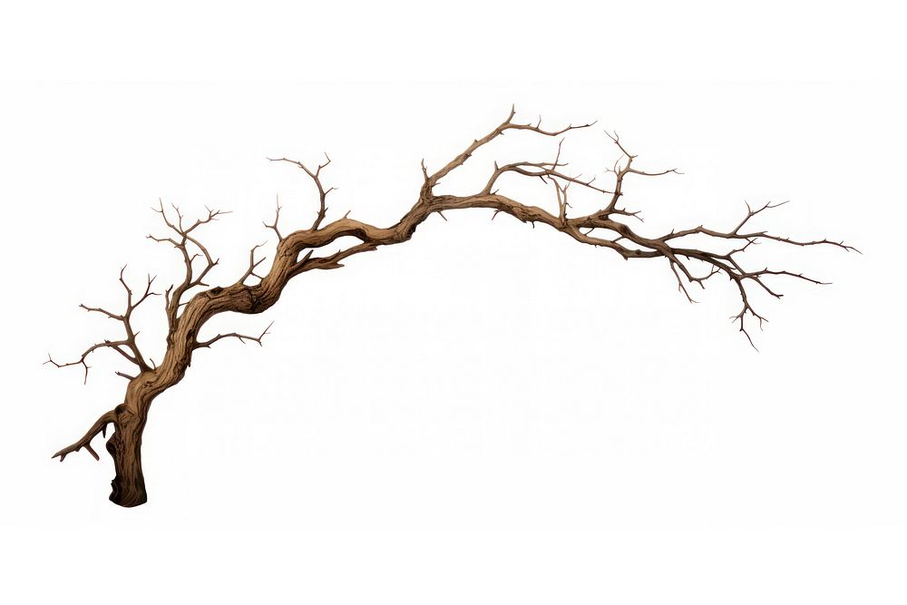Tree drawing branch plant. AI generated Image by rawpixel.