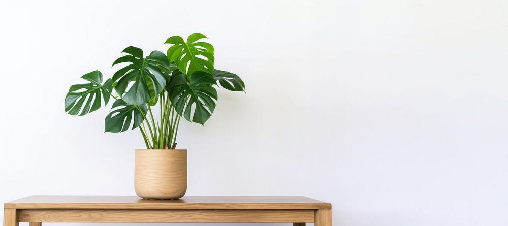 Table plant leaf wood.
