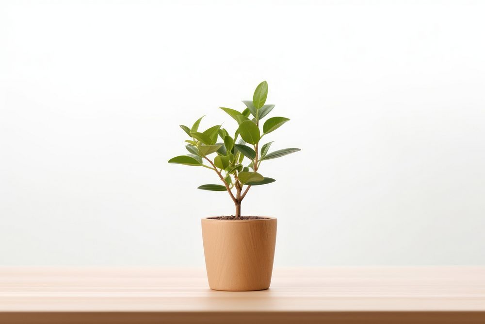 Plant bonsai table leaf. AI generated Image by rawpixel.