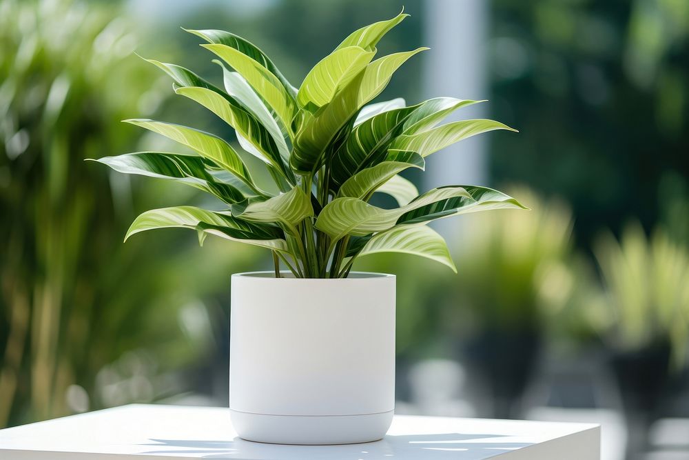 Plant leaf vase houseplant. 