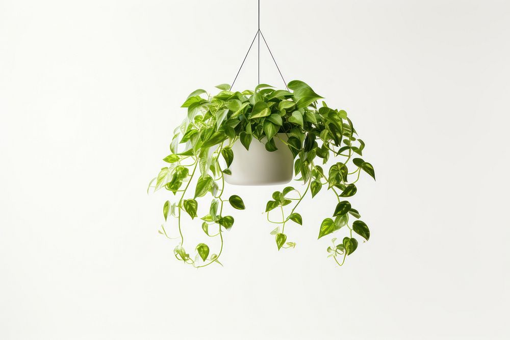 Plant hanging leaf houseplant.