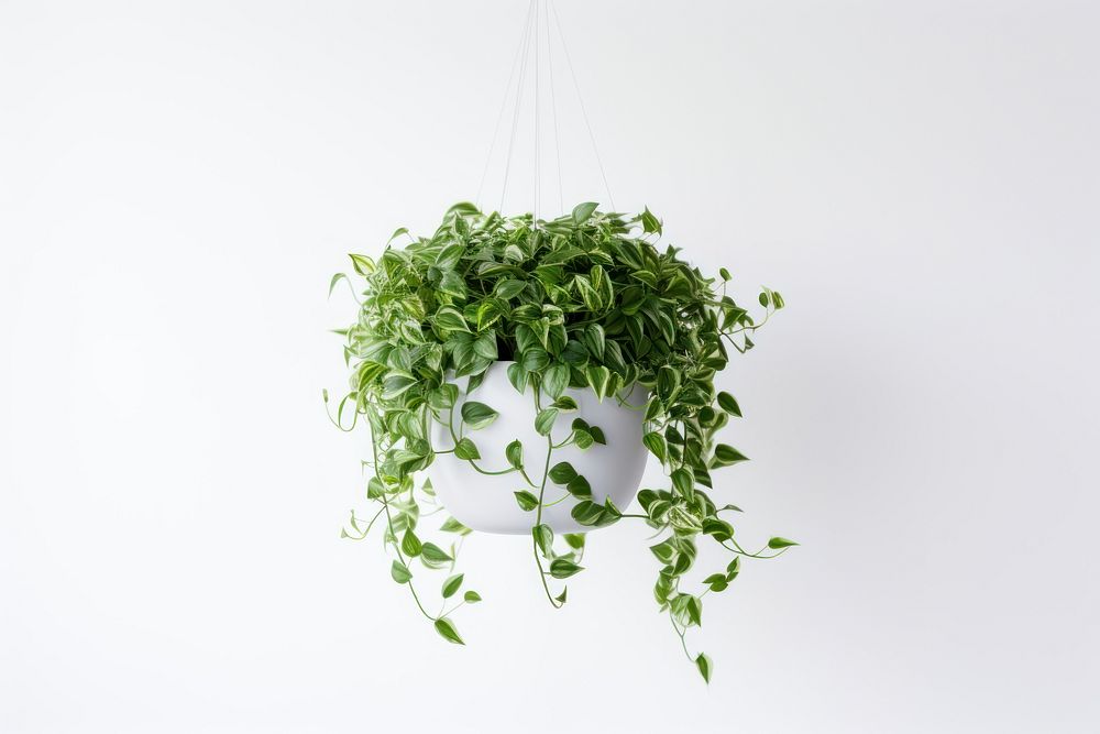 Plant hanging leaf houseplant. AI generated Image by rawpixel.