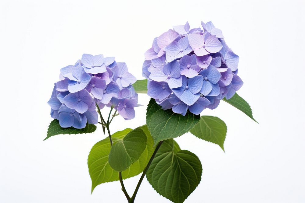 Hydrangea blossom flower plant. AI generated Image by rawpixel.