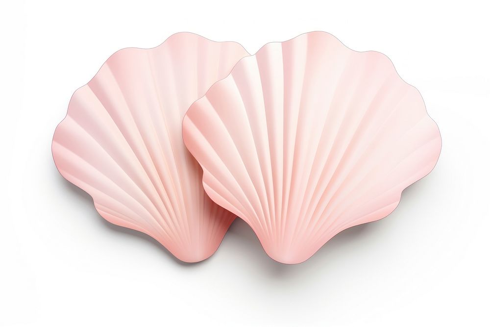 Seashell clam white background invertebrate. | Free Photo Illustration