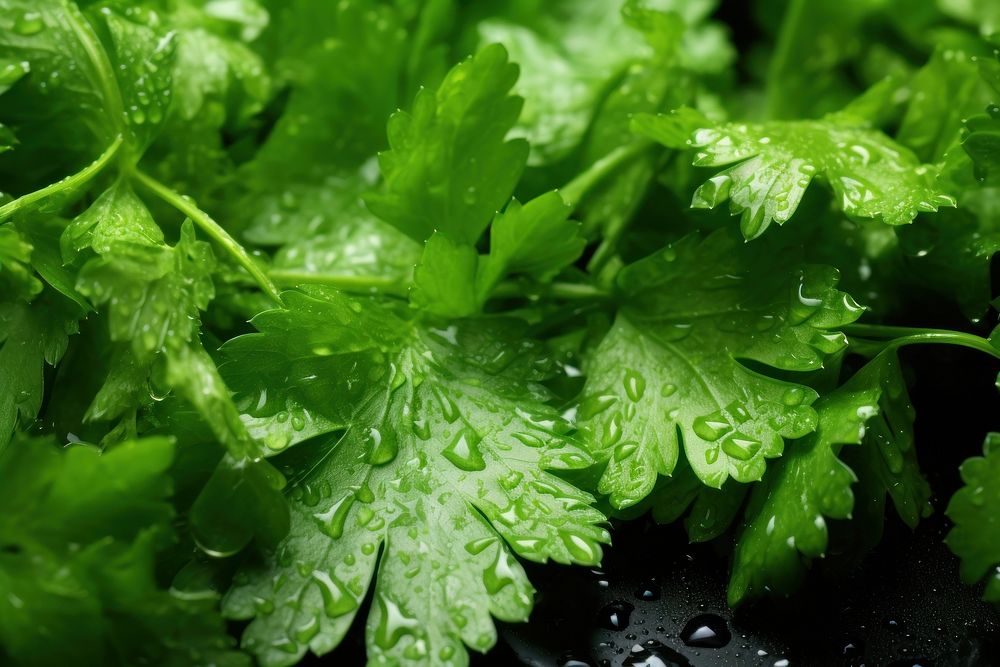 Coriander parsley plant herbs. AI generated Image by rawpixel.