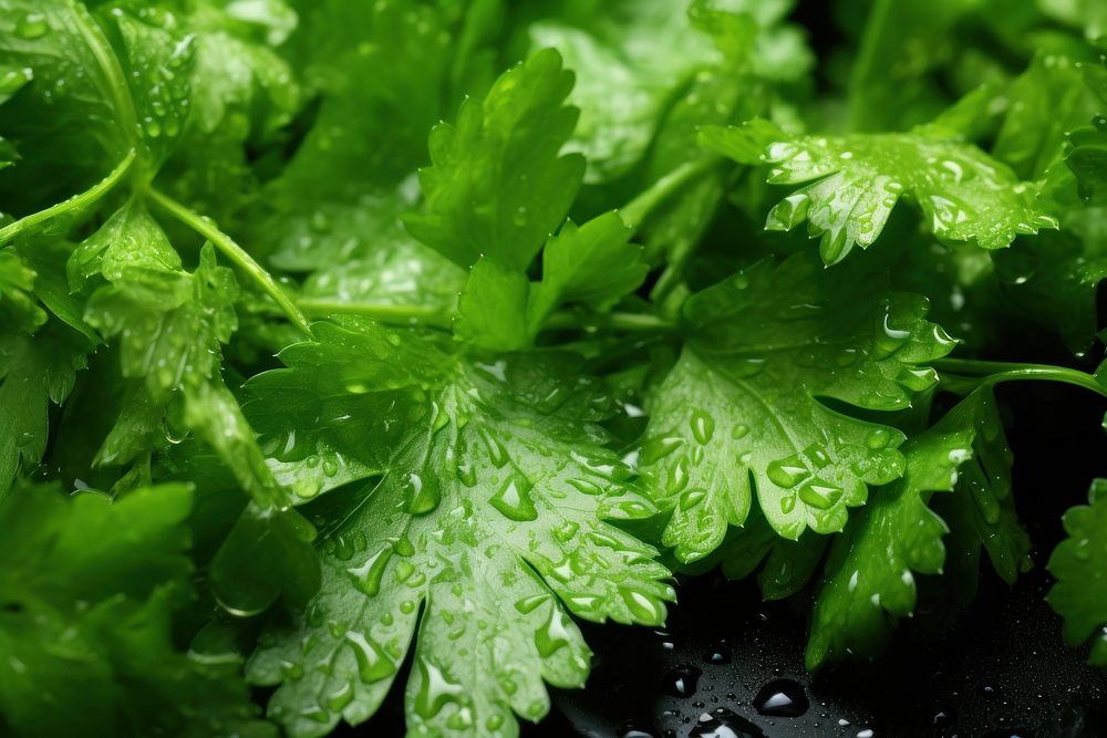 Coriander parsley plant herbs. 