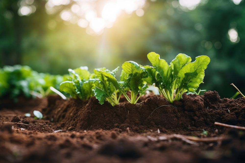 Vegetable soil outdoors nature. 