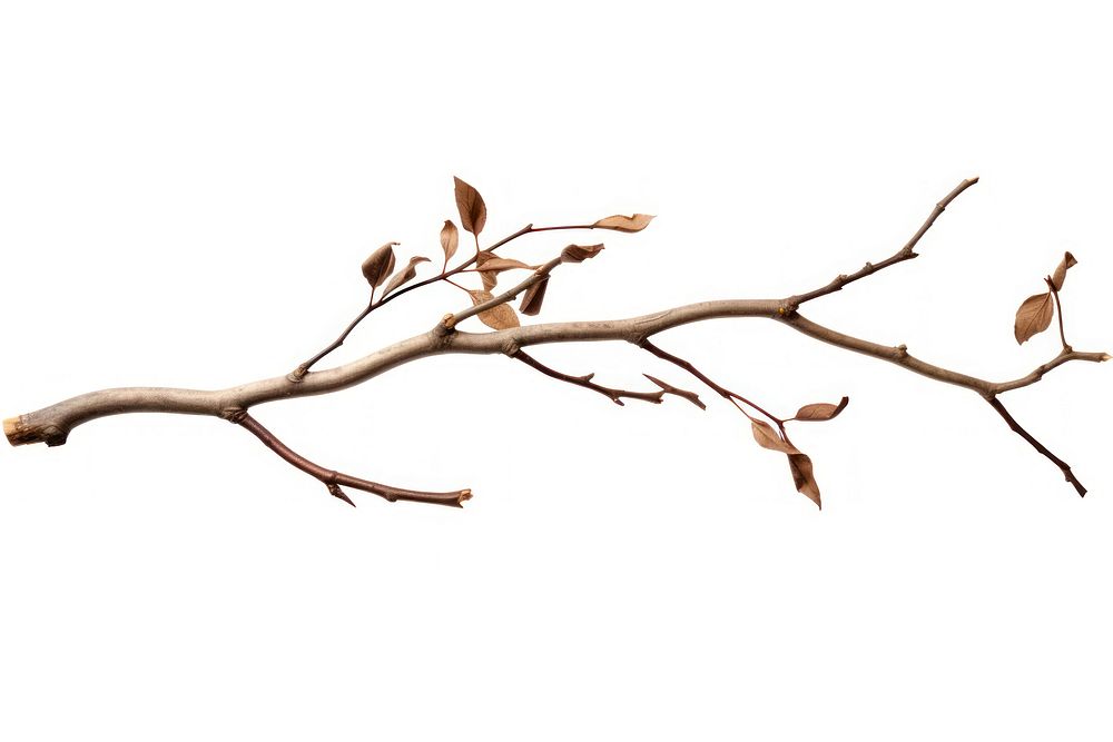 Branch plant tree leaf. AI generated Image by rawpixel.