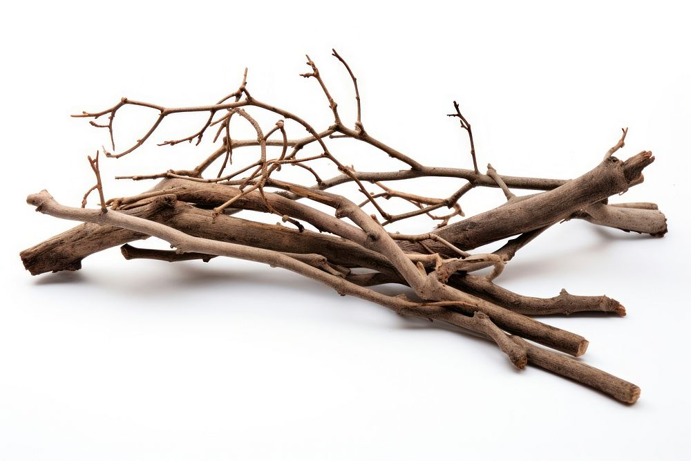 Driftwood branch plant white background. AI generated Image by rawpixel.