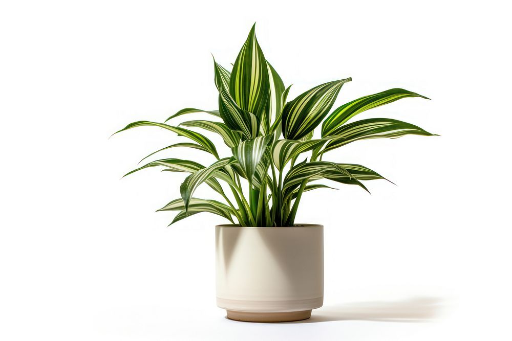Plant houseplant vase leaf. AI generated Image by rawpixel.