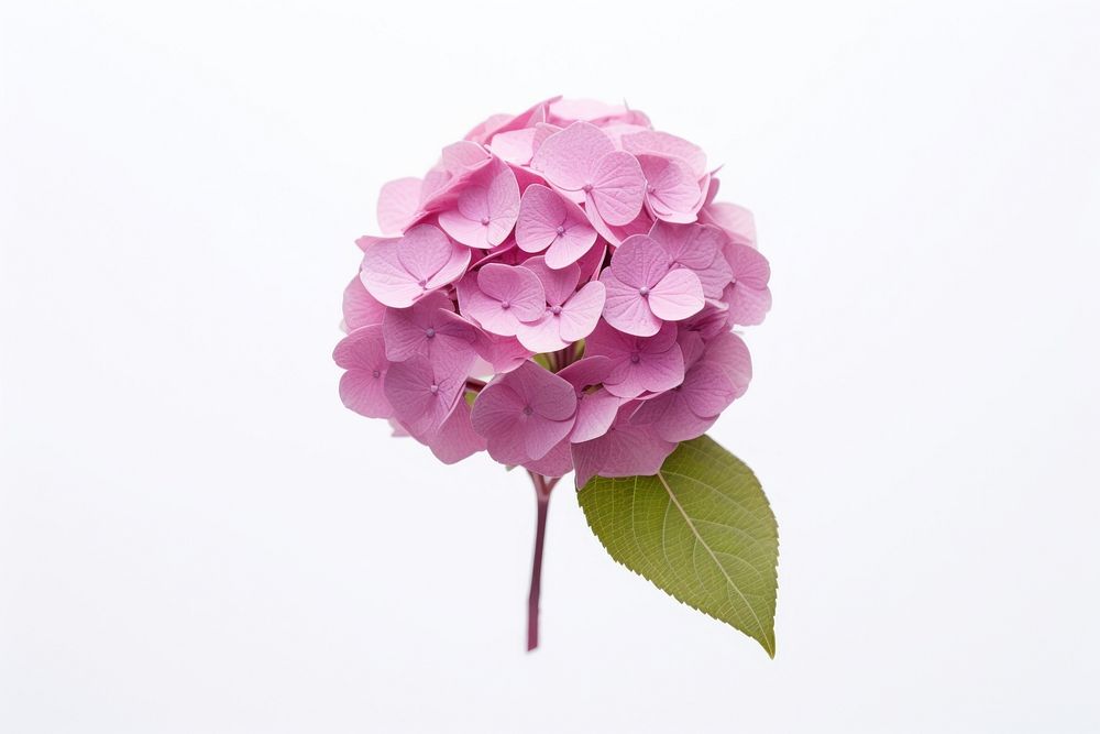 Hydrangea blossom flower petal. AI generated Image by rawpixel.