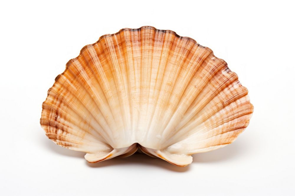 Seafood seashell clam white background. AI generated Image by rawpixel.