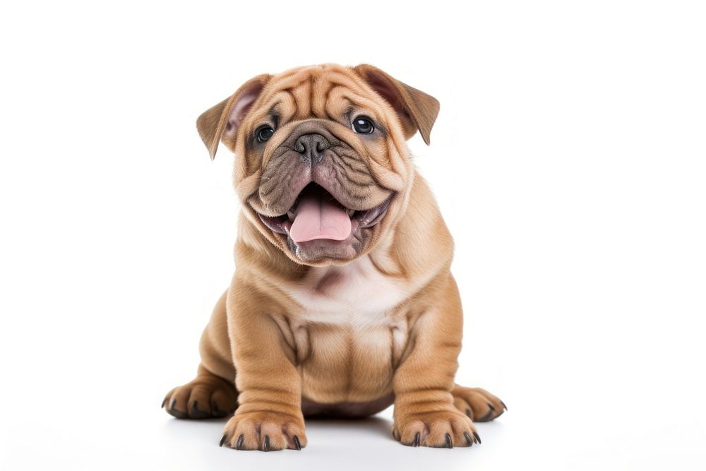 Puppy bulldog mammal animal. AI generated Image by rawpixel.
