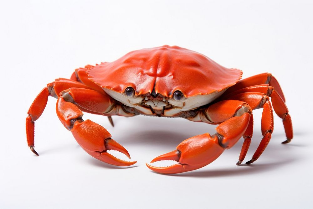 Crab lobster seafood animal. AI generated Image by rawpixel.