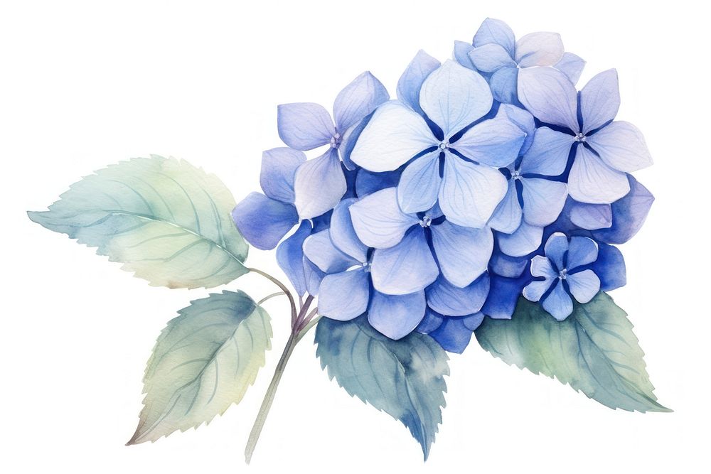 Hydrangea flower plant leaf. 