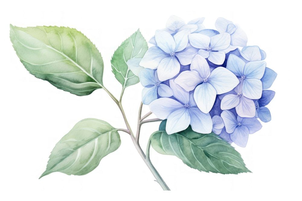 Hydrangea flower plant leaf. AI generated Image by rawpixel.