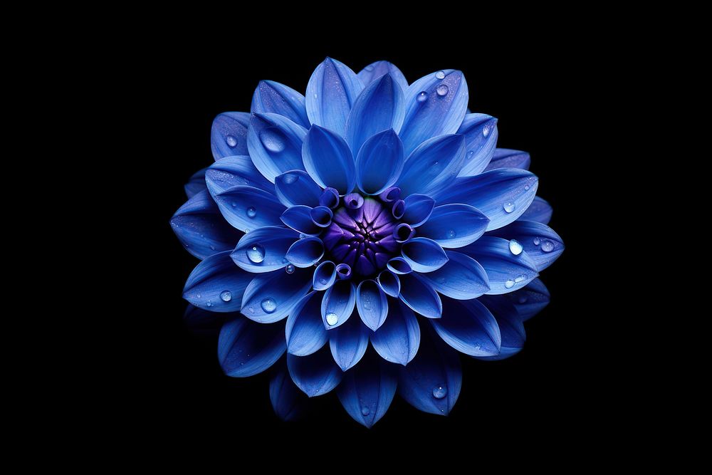 Dahlia flower plant blue. AI generated Image by rawpixel.