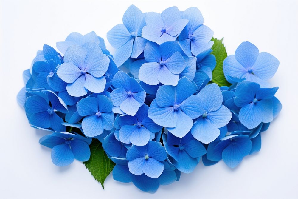 Hydrangea flower plant blue. AI generated Image by rawpixel.