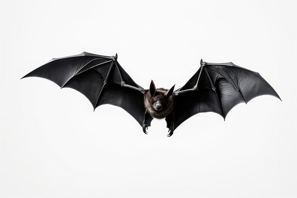 Bat animal wildlife mammal. AI generated Image by rawpixel.