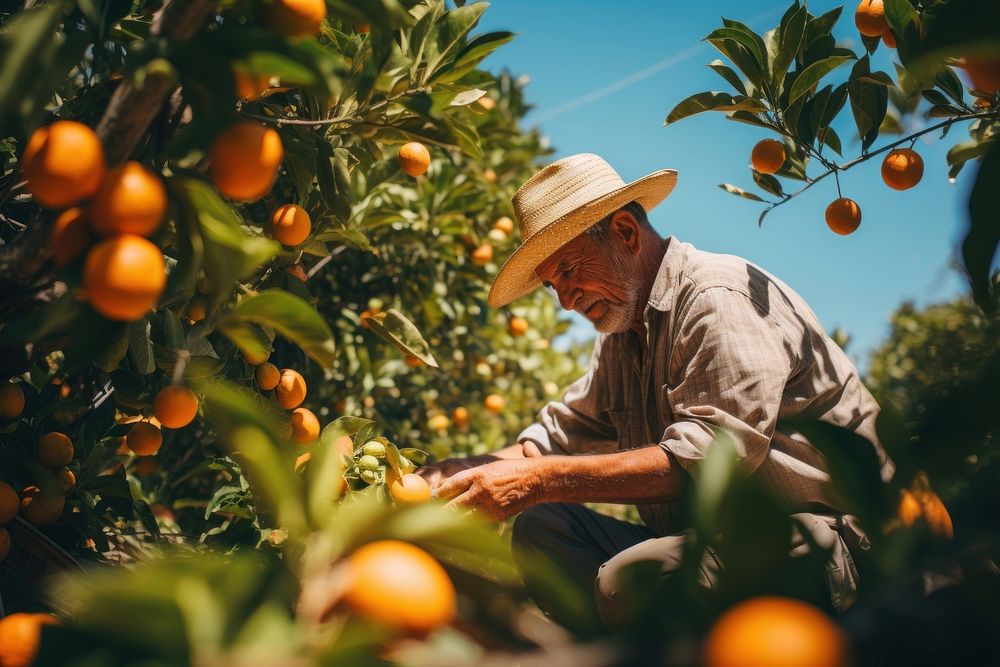 Harvesting gardening outdoors nature. 