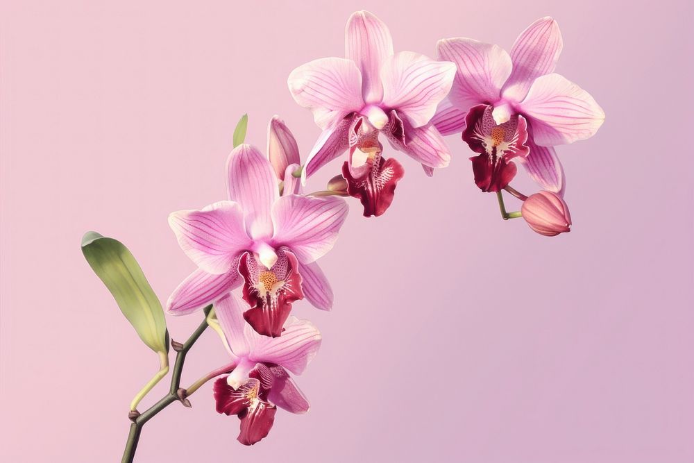 Flower orchid blossom plant. AI generated Image by rawpixel.