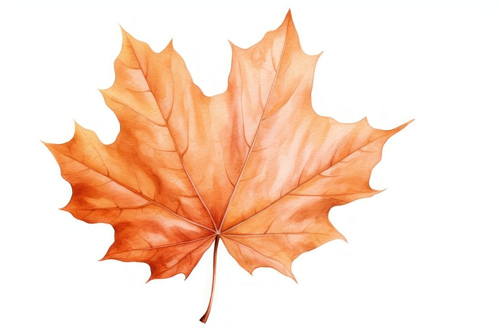 Maple leaf backgrounds autumn. AI generated Image by rawpixel.