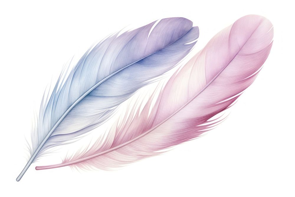 Feather sketch bird white background. AI generated Image by rawpixel.