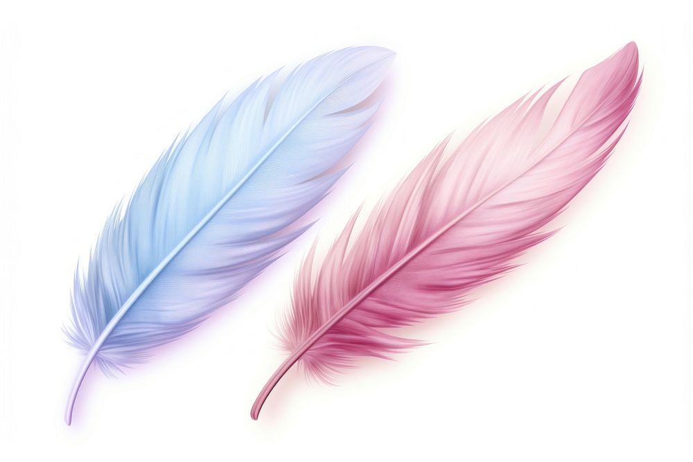 Feather bird white background lightweight. AI generated Image by rawpixel.