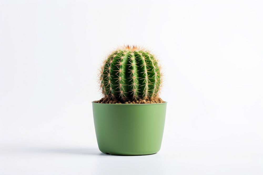 Plant houseplant cactus white background. AI generated Image by rawpixel.