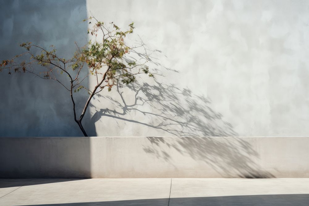 Tree architecture building shadow. 