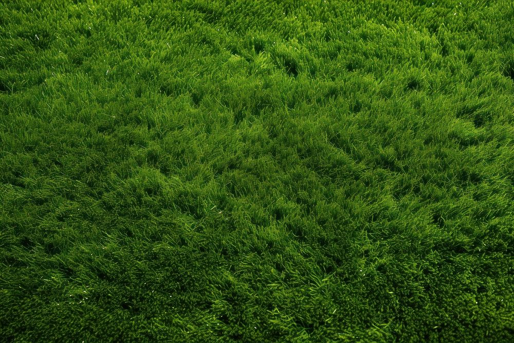 Grass land vegetation. 