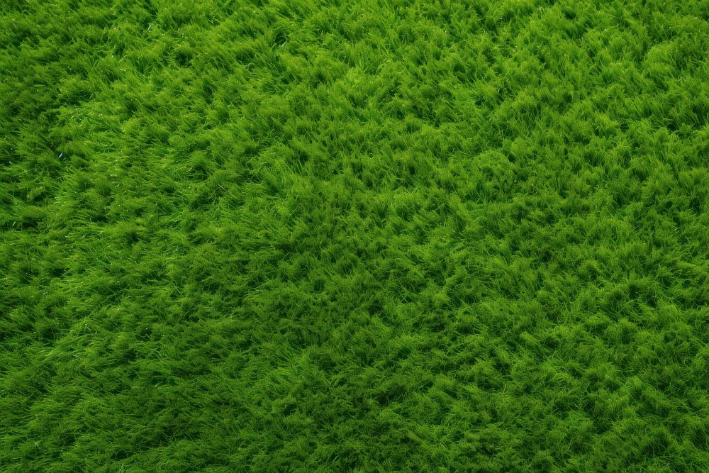 Grass land backgrounds outdoors. AI generated Image by rawpixel.