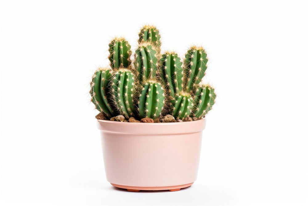 Cactus plant houseplant white background. AI generated Image by rawpixel.