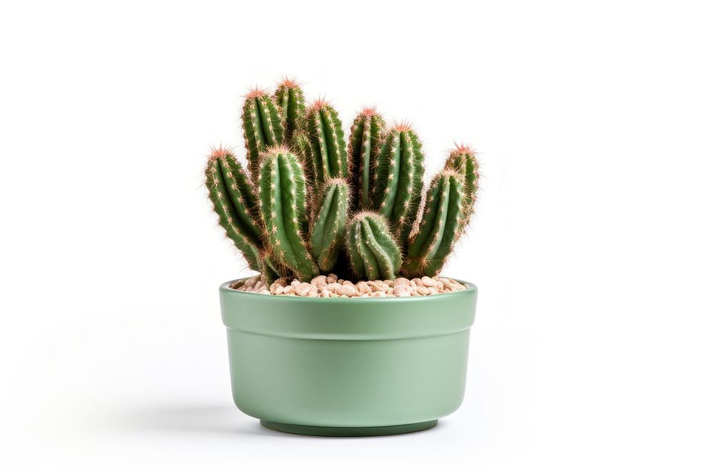 Cactus plant houseplant white background. AI generated Image by rawpixel.
