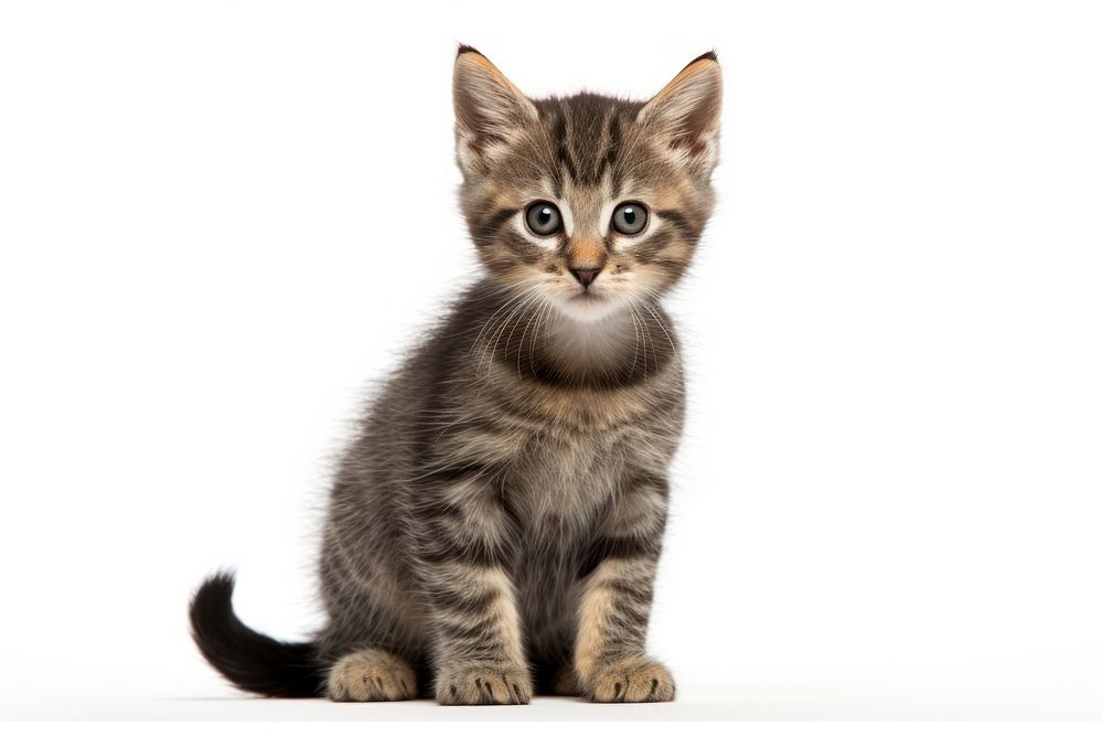 Animal mammal kitten pet. AI generated Image by rawpixel.