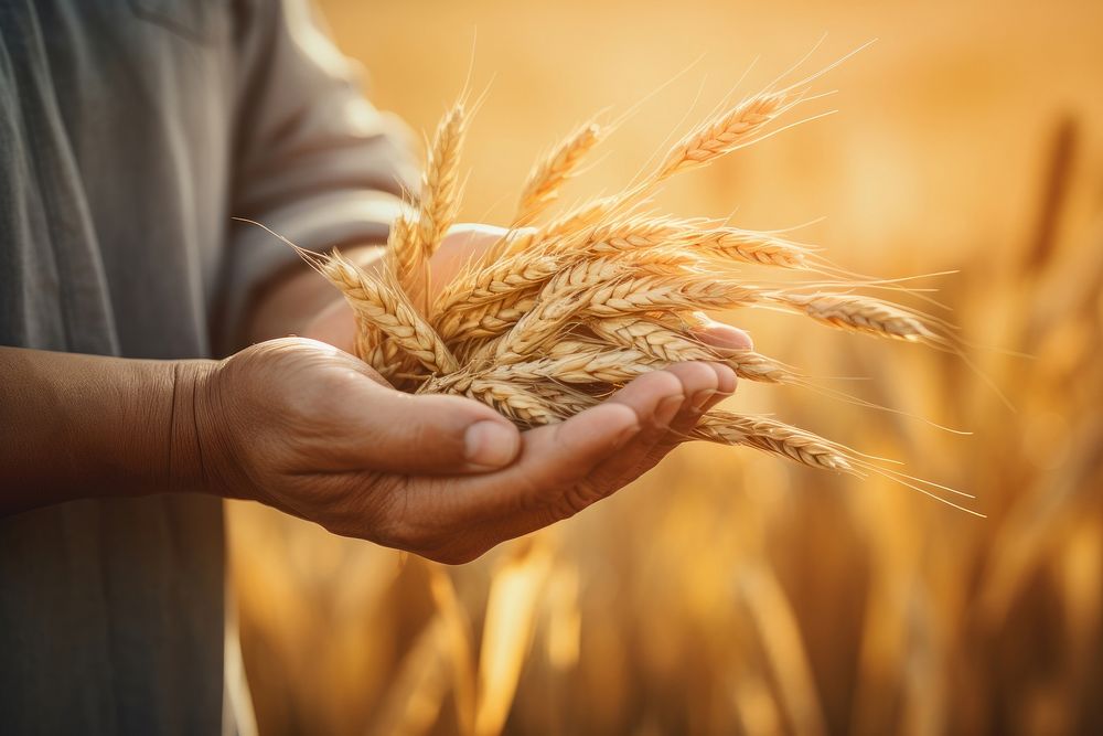 Hands holding wheat plant, agriculture. 