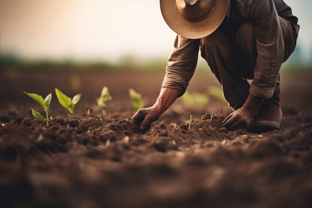 Farmer planting sprouts. 