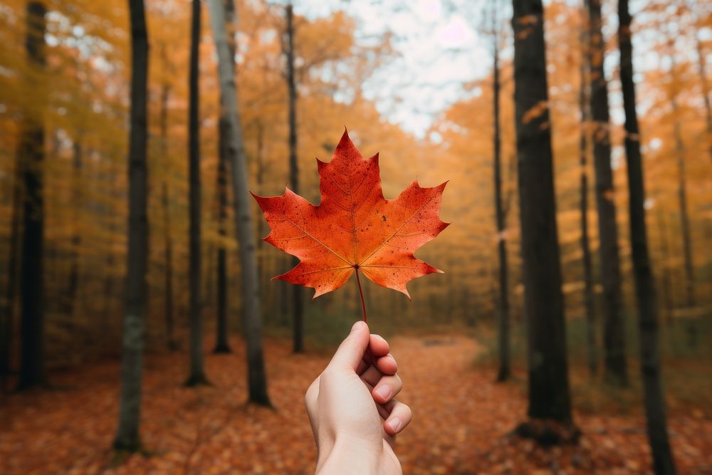 Autumn maple leaf landscape. AI generated Image by rawpixel.