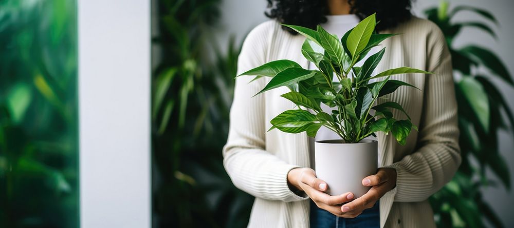 Plant houseplant holding leaf. 